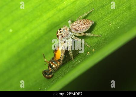 Cyclops jumping spider (Opisthoncus polyphemus) eating a fly Stock Photo