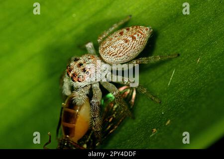 Cyclops jumping spider (Opisthoncus polyphemus) eating a fly Stock Photo