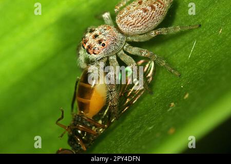 Cyclops jumping spider (Opisthoncus polyphemus) eating a fly Stock Photo