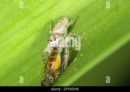 Cyclops jumping spider (Opisthoncus polyphemus) eating a fly Stock Photo