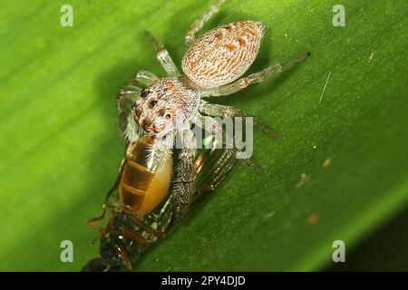 Cyclops jumping spider (Opisthoncus polyphemus) eating a fly Stock Photo