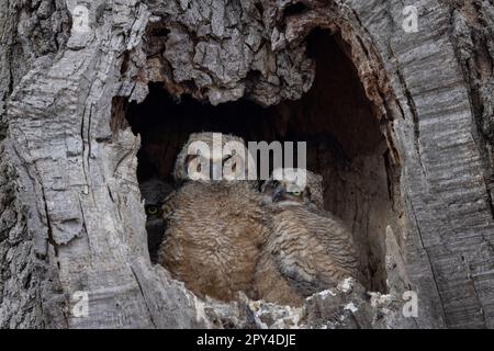 Great Horned Owl (Bubo virginianus), three owlets in a cavity Stock Photo