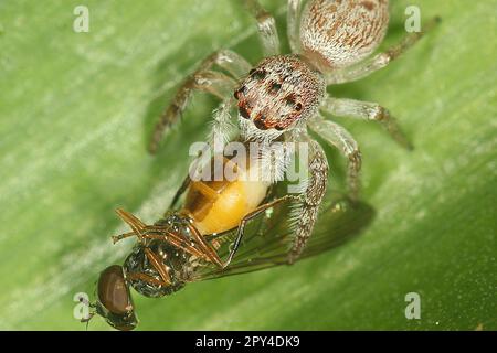 Cyclops jumping spider (Opisthoncus polyphemus) eating a fly Stock Photo