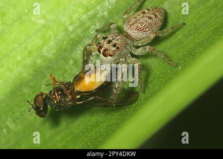 Cyclops jumping spider (Opisthoncus polyphemus) eating a fly Stock Photo