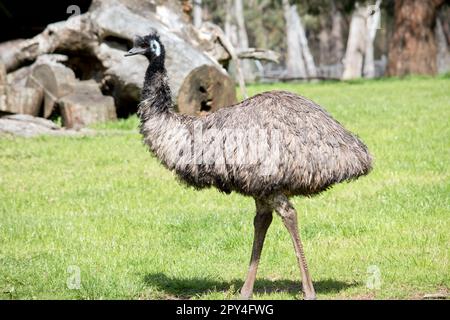 the emu covered in primitive feathers that are dusky brown to grey-brown with black tips. The Emu's neck is bluish black and mostly free of feathers. Stock Photo