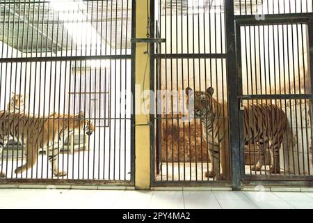 Sumatran tigers (left) and a Bengal tiger (right) at the veterinary facility managed by Bali Zoo in Singapadu, Sukawati, Gianyar, Bali, Indonesia. Stock Photo