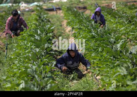 Gaza City, Palestine. 02nd May, 2023. Palestinian farmers work on a farm in Beit Lahiya, in the northern Gaza Strip. (Photo by Mahmoud Issa/SOPA Images/Sipa USA) Credit: Sipa USA/Alamy Live News Stock Photo