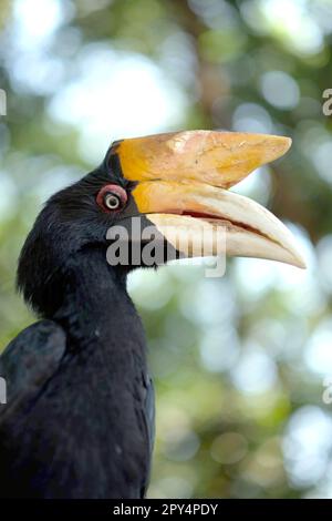 An Adult Female Of Rhinoceros Hornbill (buceros Rhinoceros) At Bali Zoo 