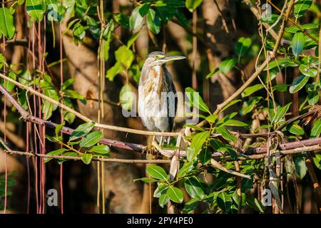 Close-up of a Striated Heron perching in a tree in sunlight, Pantanal Wetlands Stock Photo