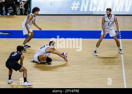 Fairfax, Virginia, USA. 2nd May, 2023. SPENCER OLIVIER (31) of Long Beach State University digs the ball during the quarterfinal round match against Grand Canyon University in the 2023 NCAA Men's Volleyball Championship. (Credit Image: © Robert Blakley/ZUMA Press Wire) EDITORIAL USAGE ONLY! Not for Commercial USAGE! Stock Photo