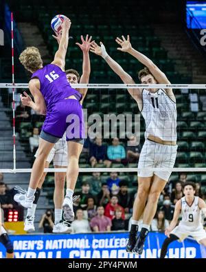 Fairfax, Virginia, USA. 2nd May, 2023. JACKSON HICKMAN (16) of Grand Canyon University attempts to spike the ball during the quarterfinal match against Long Beach State University in the 2023 NCAA Men's Volleyball Championship. (Credit Image: © Robert Blakley/ZUMA Press Wire) EDITORIAL USAGE ONLY! Not for Commercial USAGE! Stock Photo