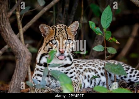 Close-up of a young Ocelot resting in the undergrowth at a river edge, facing camera, Pantanal Wetlands, Mato Grosso, Brazil Stock Photo