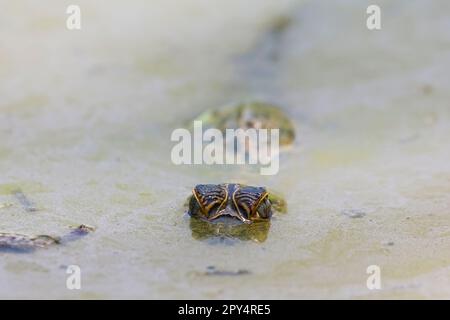 Close-up of the eyes of a Yacare caiman floating on the surface of a muddy river, Pantanal Wetlands, Mato Grosso, Brazil Stock Photo