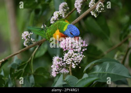 An Australian adult Rainbow Lorikeet -Trichoglossus moluccanus- bird perched, stretched out on a branch, feeding on nectar, in colourful lush light Stock Photo