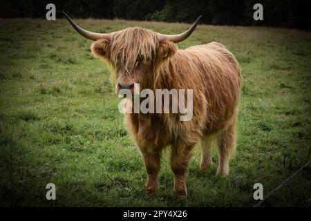 Highland Cow Stock Photo