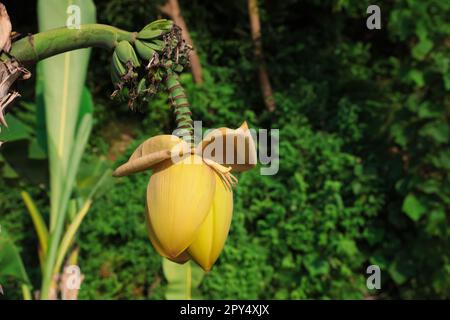 Fresh banana plant growing in tropical forest, closeup. Space for text Stock Photo