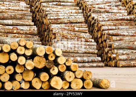 Big and tall stacks of birch logs, timber industry storage for export, for plywood industry, deforestation of the planet Stock Photo