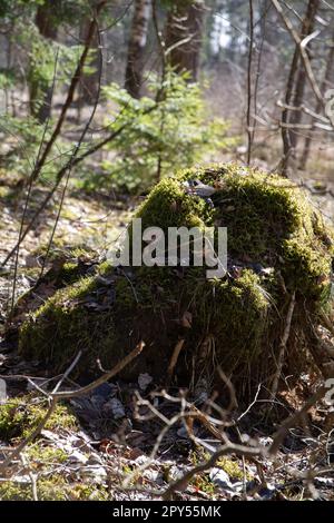 photo stump with moss in the forest Stock Photo