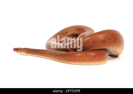 rainbow boa snake isolated on the white background Stock Photo