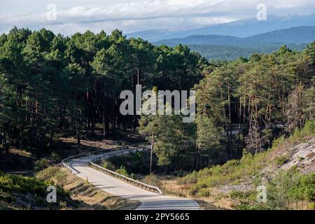 bosque de pino silvestre , Pinus sylvestris,Navaleno, Soria, Comunidad Autónoma de Castilla, Spain, Europe Stock Photo