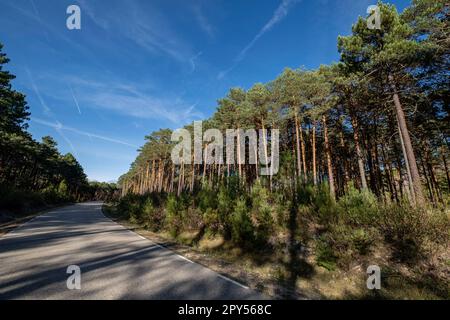 bosque de pino silvestre , Pinus sylvestris,Navaleno, Soria, Comunidad Autónoma de Castilla, Spain, Europe Stock Photo