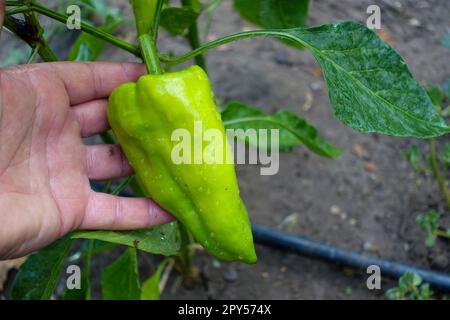 natural capia pepper in the garden, capia pepper is not yet green, immature capia pepper Stock Photo
