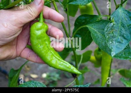 natural capia pepper in the garden, capia pepper is not yet green, immature capia pepper Stock Photo
