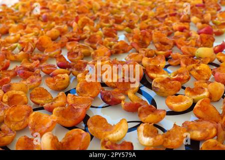 close-up apricot drying process, fruit drying process in summer, drying fruit in the sun Stock Photo