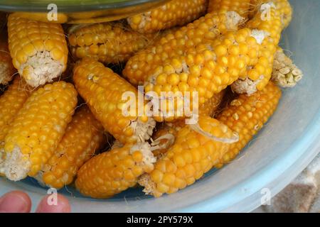 dry corn kernels,natural organic non-GMO corn,close-up corn Stock Photo