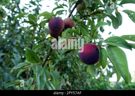 a large amount of red plums between the leaves on the plum tree Stock Photo
