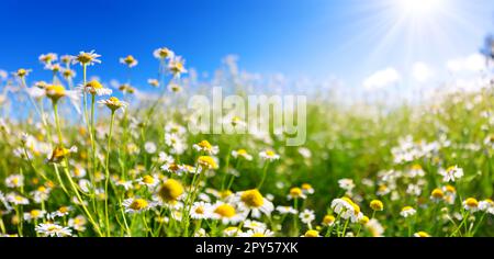 Meadow with blooming daisies in natural park in summer sunshine. Stock Photo