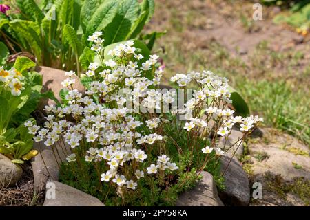 White spring flowers of saxifraga Ã— arendsii blooming in rock garden, close up Stock Photo