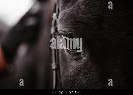 Black horse, eyes horse close up, black wild horse in natural background, portrait of horse, macro shot of a horse eye Stock Photo