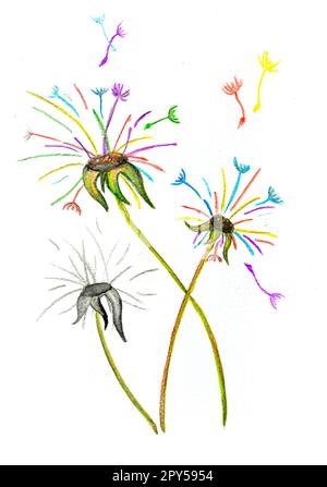 A colored dandelion is drawn with watercolor pencils. Watercolor fullcolor flower Stock Photo