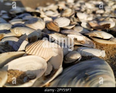 beautiful seashells on the seashore Stock Photo