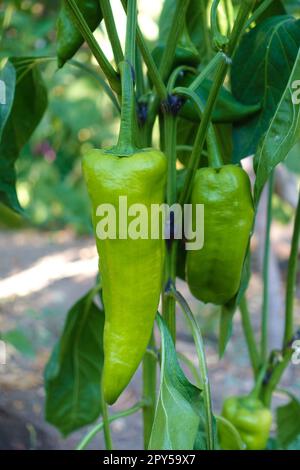 capia peppers that have not yet been fried in the garden, green capia peppers Stock Photo