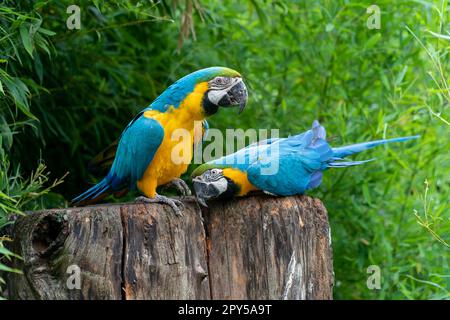 blue-and-yellow macaw Stock Photo