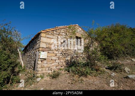 acebal de Garagüeta, Ilex aquifolium, Soria, Comunidad Autónoma de Castilla, Spain, Europe Stock Photo