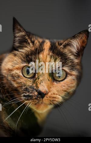 Portrait of a house cat, a cat with reddish-brown fur. Stock Photo