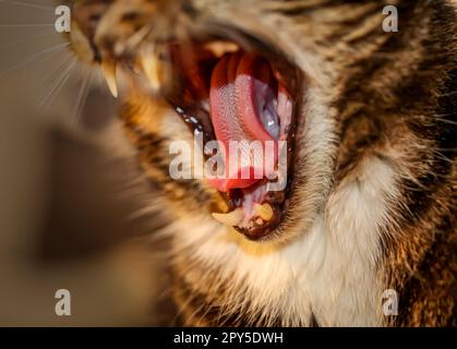 Portrait of a house cat, a cat with reddish-brown fur. Stock Photo