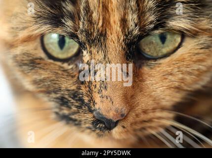 Portrait of a house cat, a cat with reddish-brown fur. Stock Photo