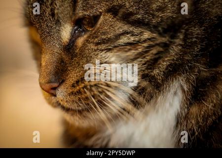 Portrait of a house cat, a cat with reddish-brown fur. Stock Photo