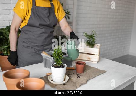 Close-up woman gardener transplanting houseplants watering green plant in pots on wooden table copy space and empty place for text. Concept of home garden and take care plants in flowerpot Stock Photo