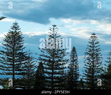 Tall Norfolk Pine Tree growing in Florida Stock Photo - Alamy