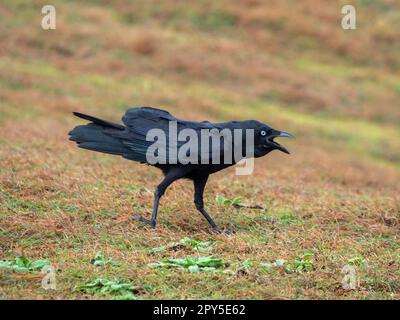 Black Raven Crow With Open Beak, Ruffled Feathers, Perched On Dry 