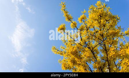 Forsythia Yellow Flowers Blooming against the Blue Sky Background. Golden Bell, Border Forsythia, Forsythia x Intermedia, Europaea bush in Spring Garden, Copy Space Banner. Stock Photo