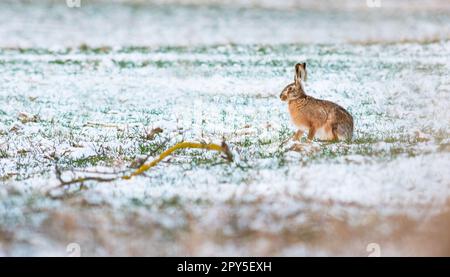 European brown hare on snow in winter with white background Stock Photo