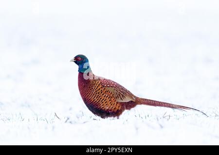 Male ring necked pheasant in winter Stock Photo