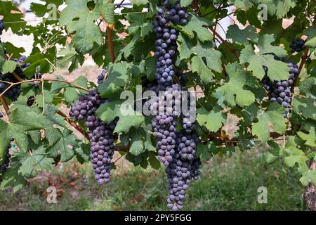 Beautiful bunch of black nebbiolo grapes with green leaves Stock Photo