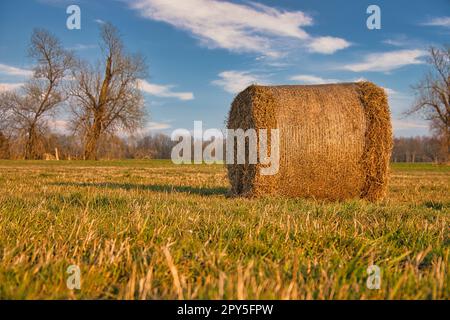 A bale of hay in a meadow. Harvest was brought in. Blue sky with white clouds. Stock Photo